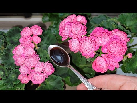 Видео: НИКОГДА не выращивайте ГЕРАНЬ без этого, 5 правил в уходе, листва не желтела, зеленела и пышно цвела