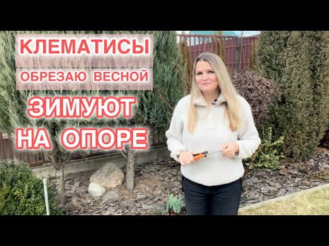 Видео: ВЕСЕННИЙ УХОД ЗА КЛЕМАТИСАМИ. 2я и 3я ГРУППА. ОБРЕЗКА И ПОДКОРМКА.