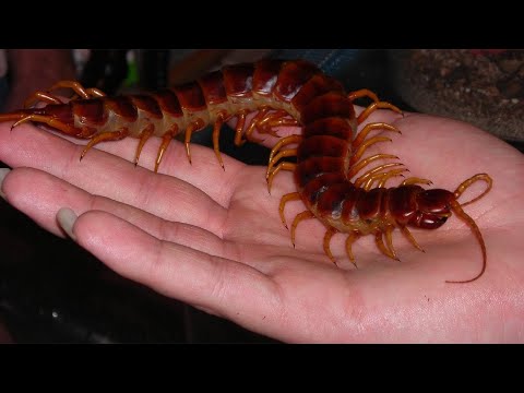 Видео: В Тайланд с палаткой, чего ожидать?