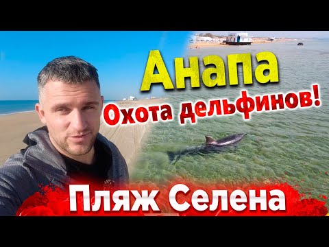 Видео: `#АНАПА ОХОТА ДЕЛЬФИНОВ НА МЕЛКОВОДЬЕ! ПЛЯЖ СЕЛЕНА СЕГОДНЯ - САМОЛЁТЫ ЛЕТАЮТ ЦЕЛЫЙ ДЕНЬ!