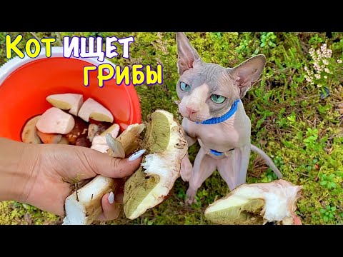 Видео: Научили Кота искать съедобные грибы 😱 Кот Миллион