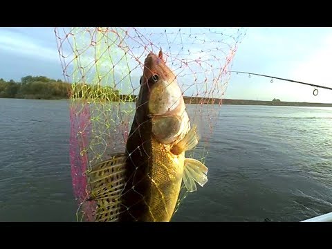 Видео: На эту маленькую приманку клюёт хороший СУДАК ! Ловля судака на ОТВОДНОЙ ПОВОДОК! Рыбалка на Оке!