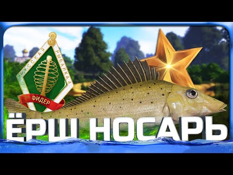 Видео: РР4 ЁРШ-НОСАРЬ ТРОФЕЙ на РЕКЕ ВЬЮНОК!