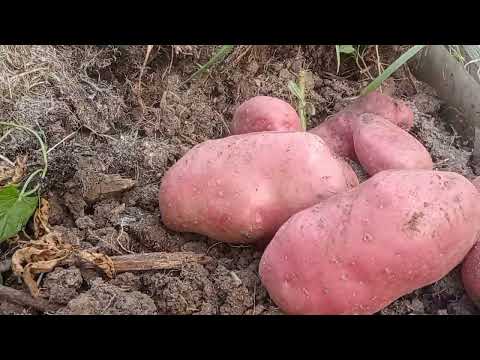 Видео: Обзор картофеля сорта Ред Скарлет. Картофель без прополки и окучивания.