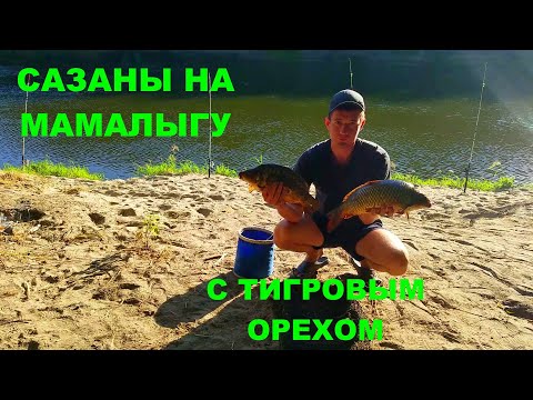 Видео: Рыбалка на мамалыгу с тигровым орехом