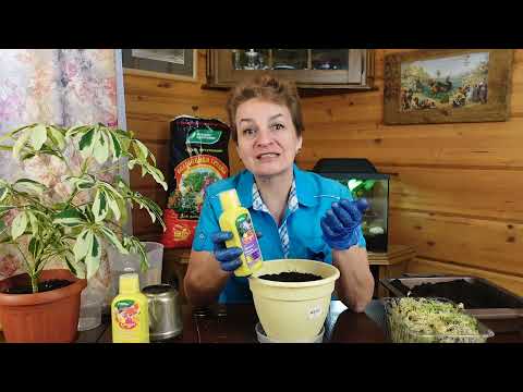 Видео: Глоксинии проснулись/не проснулись после зимы. Что делать дальше?