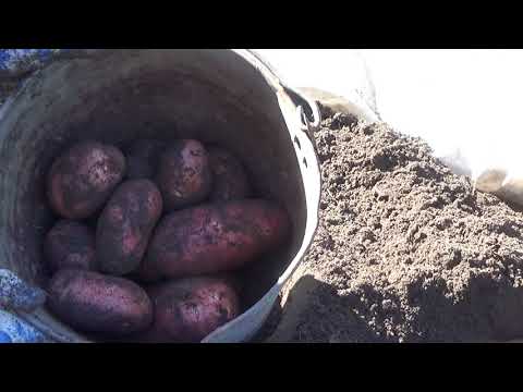 Видео: уборка картофеля,4 сентября