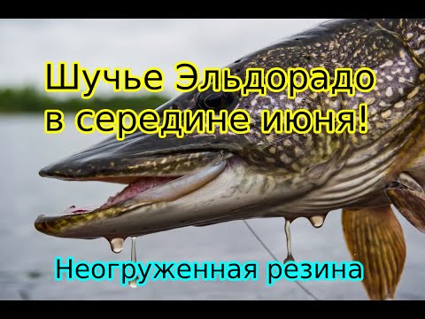 Видео: Щучье эльдорадо в середине июня!  неогруженная резина