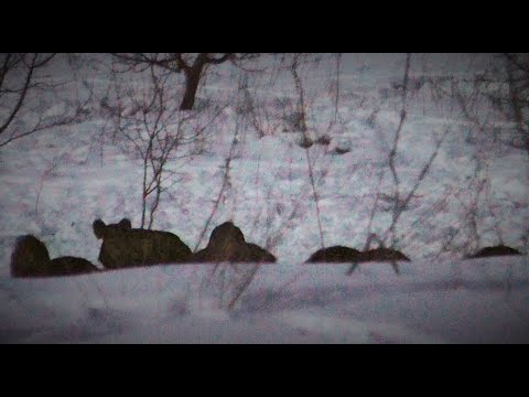 Видео: ОХОТА НА КАБАНА. БЕЛОЙ ТРОПОЙ 3.