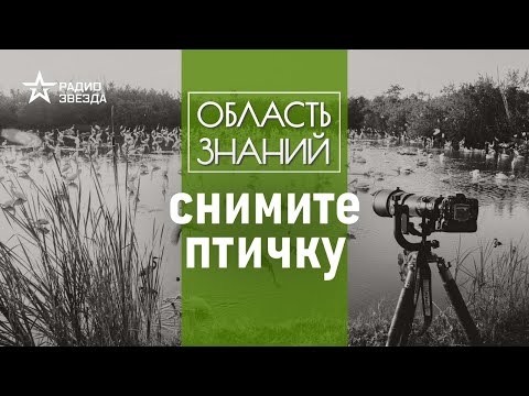 Видео: Что такое бёрдвотчинг и зачем им заниматься? Лекция биолога Нины Садыковой