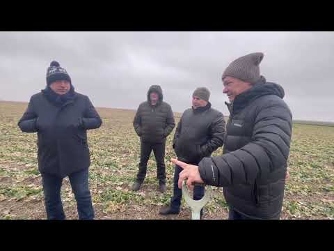 Видео: Агро-Союз. Ріпак на міжрядді 38 та 70 см., за технологією No-till.