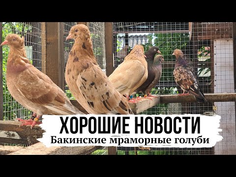 Видео: "Залёты, прилёты", результаты! Мраморные бойные голуби 2025г.