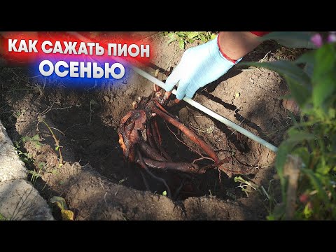 Видео: Как сажать пион осенью