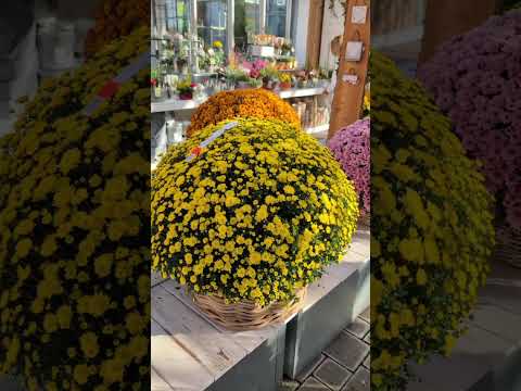 Видео: Разнообразные растения в цветочном магазине Германии #германия #videoshort #жизньвгермании #природа 