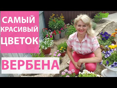 Видео: Как сажать вербену. Несколько способов посадки вербены