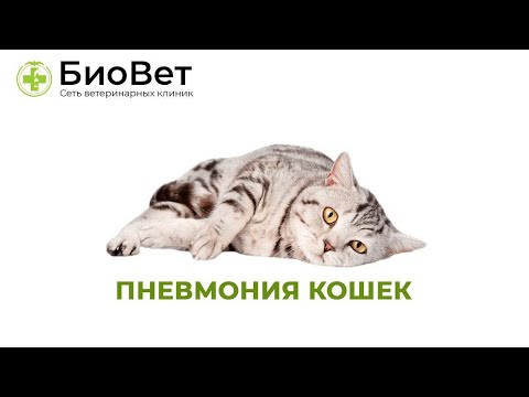 Видео: Пневмония у кошек // Симптомы и Лечение