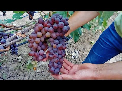 Видео: @Неукривний виноград з запахом полуниці і смаком карамелі