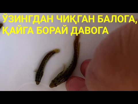Видео: Илон балиқ личинкалари кушандалари. 
