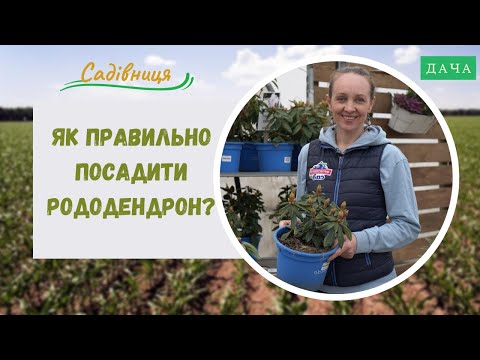 Видео: Як правильно посадити та виростити рододендрон? Які Сорти Рододендрону  Витримують Високі Морози?