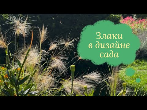 Видео: Очарование декоративных злаков ☘️ Зарисовки из садов и парков ☘️