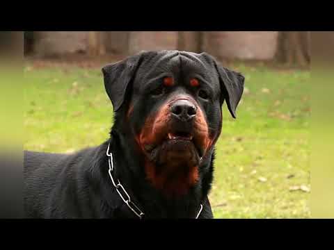 Видео: РОТВЕЙЛЕР - СОБАКА ДРЕВНИХ РИМЛЯН/СОБАКА ПОЛИЦЕЙСКИЙ И ТЕЛОХРАНИТЕЛЬ