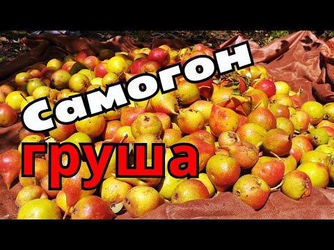 Видео: Грушевый самогон  Бренди из груш. Грушовка.