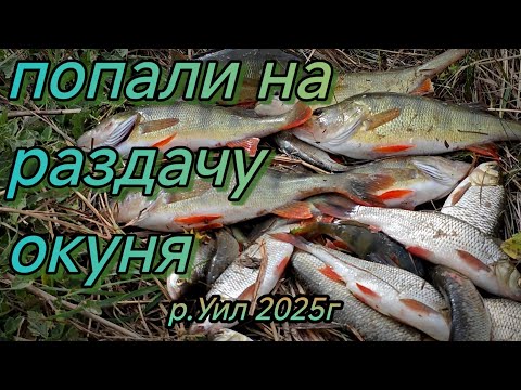 Видео: В поиске хищника Попали на раздачу окуня язя Рыбалка на р. Уил Актюбинская обл 2025г