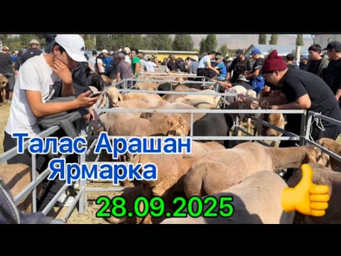 Видео: Талас ярмарка 28.09.2025 