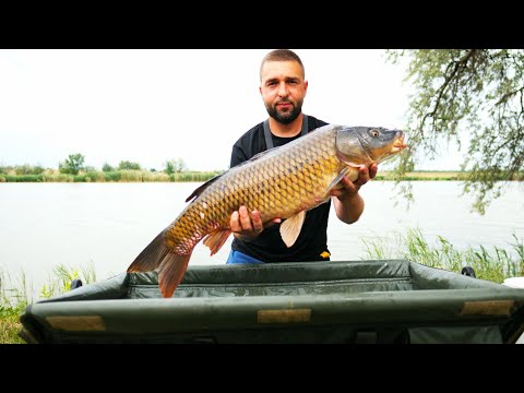 Видео: Трофейные Карпы и Амуры Монстры! Катушки горят от Паравозов!