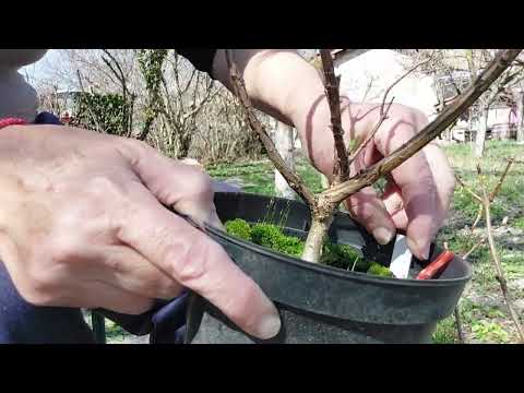 Видео: Засаждам хортензии