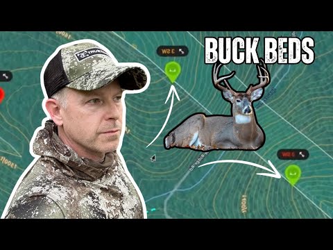 Видео: Как самцы выбирают себе спальные места | Buck Bedding 101