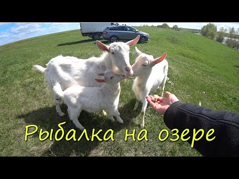 Видео: Приехал за карасями, но ловилась другая рыба... Весна-2024