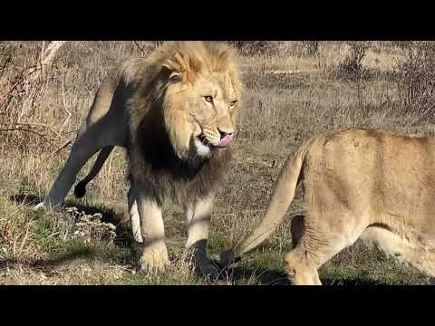 Видео: ВОТ ТАК ДА ! Лев Витя ПОДЧИНЯЕТСЯ СУЛТАНУ !