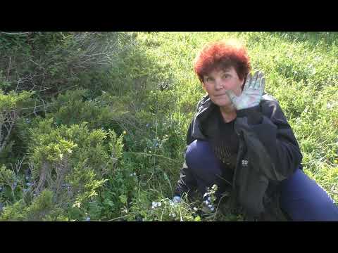 Видео: Ущелье Шамси в будни.