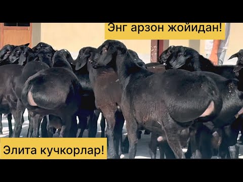 Видео: Элита кучкорлар! Арзон жойидан! 995594395☎️ 997776864☎️