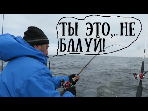 Видео: Морской троллинг. Про то как..