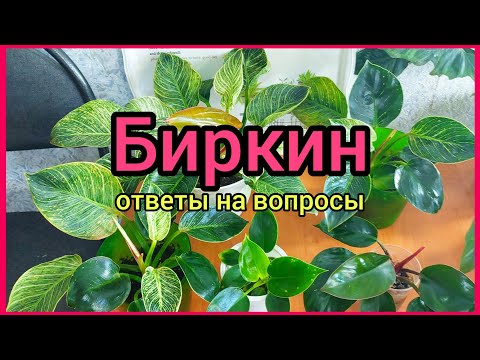 Видео: Точки на листьях🌿Проявит ли полоски зеленая детка🌿Мутации🌿 #филодендрон #БИРКИН #цветы #растения