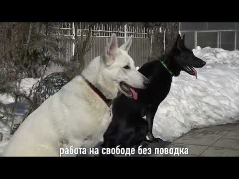 Видео: Догтренинг 546. Безупречная белая швейцарская овчарка  От щенка до собаки  мечты