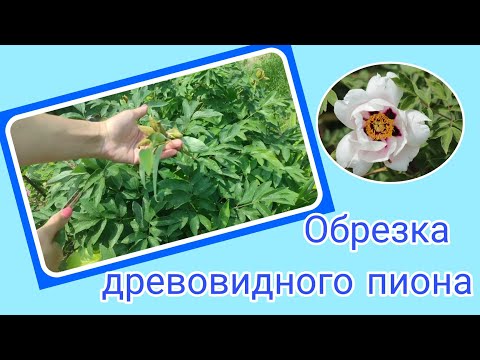 Видео: Древовидный пион. Обрезка древовидного пиона