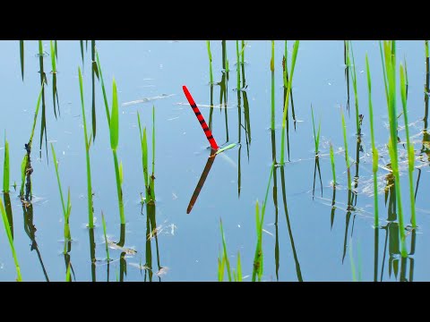 Видео: Рыбалка на КАРАСЯ в камышах на поплавок. Ловля КАРАСЯ летом с лодки. Ловля карася на маховую удочку