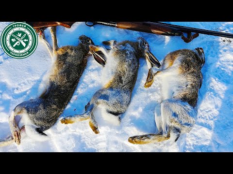Видео: ЛУЧШЕЕ НАЧАЛО ГОДА ! Охота на зайца 2024