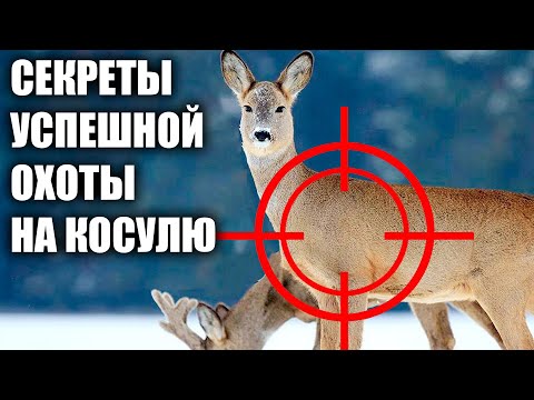 Видео: СЕКРЕТЫ УСПЕШНОЙ ОХОТЫ  НА КОСУЛЮ