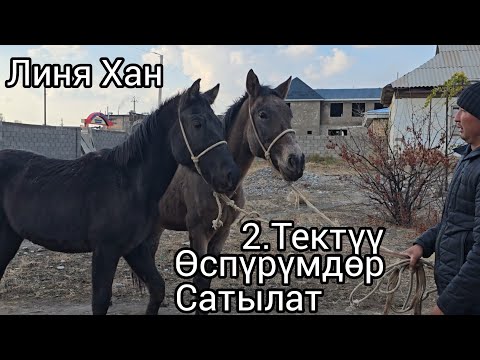 Видео: Бүгүн 5 ноября 2025 Тектүү өспүрүмдөр сатылат линя Хан #жылкыбазар #атбазар 