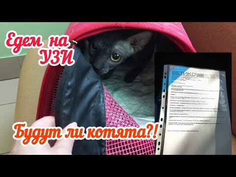 Видео: Сфинкс Луна беременна?!/Едем на УЗИ/ Я не много в шоке