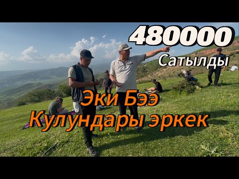 Видео: Быйты балбандын базары 2 Бээ кулундары менен 500000 сом