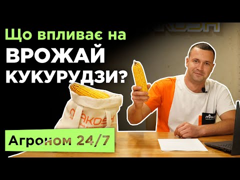 Видео: Як визначити врожайність кукурудзи? Що впливає на врожайність? - Агроном 24/7