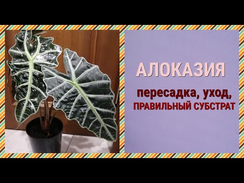 Видео: АЛОКАЗИЯ. Как пересадить. Состав грунта. Уход после пересадки. Первая пересадка в домашних условиях