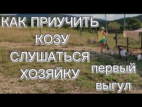 Видео: Как приучить козу слушаться хозяйку на выпасе | С какого возраста начинать?