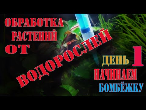 Видео: Борьба с ЭДОГОНИУМОМ - НИТЧАТКОЙ / ПЕРЕКИСЬ 3%