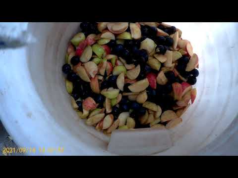 Видео: Вино из Терна с Яблоками. ч.2.